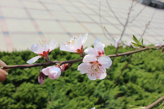 桃花盛开