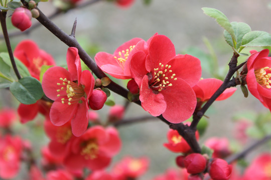 木瓜海棠花