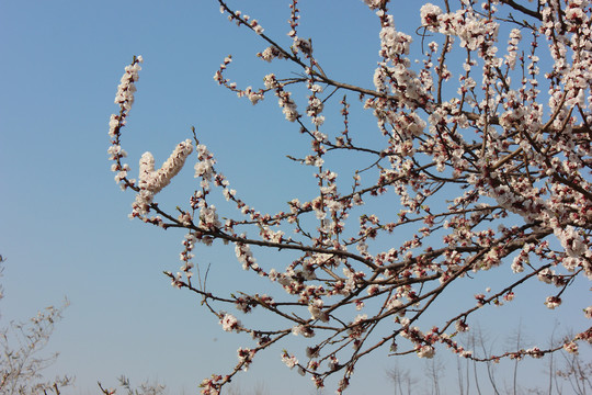 盛开的紫叶李花