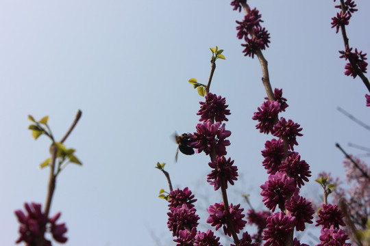 紫荆花上的黑蜂