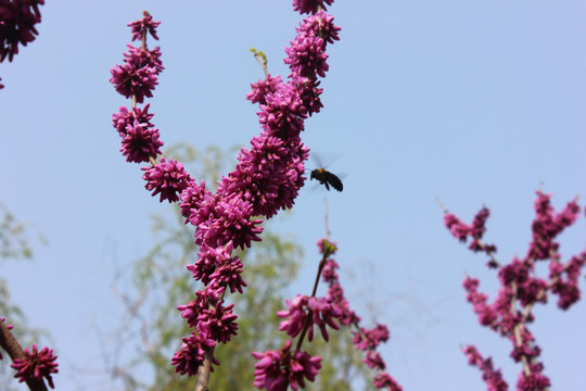 盛开的紫荆花与黑蜂