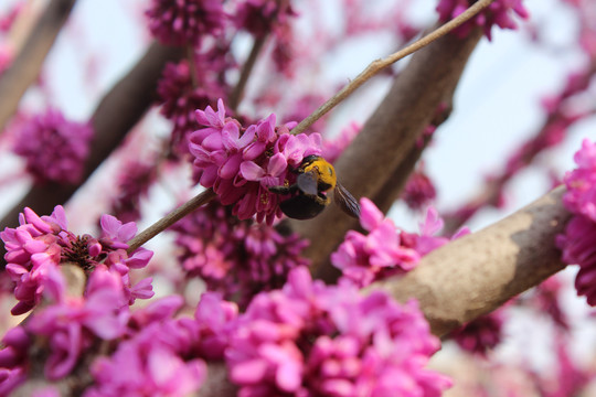 盛开的紫荆花与黑蜂
