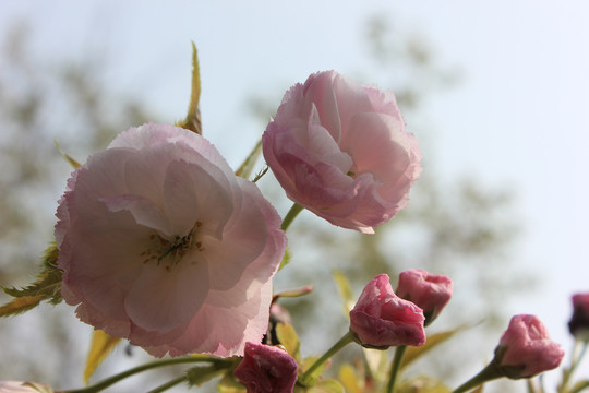 关山樱花