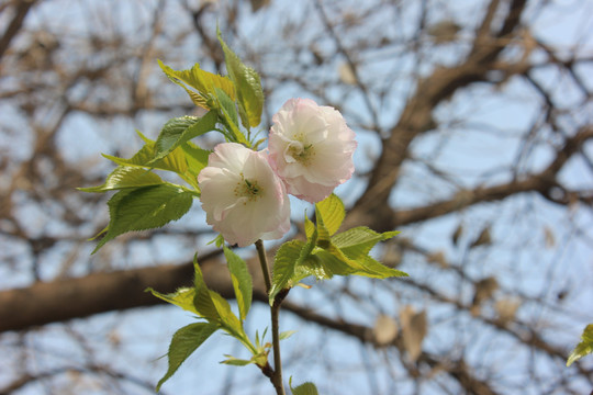 关山樱花