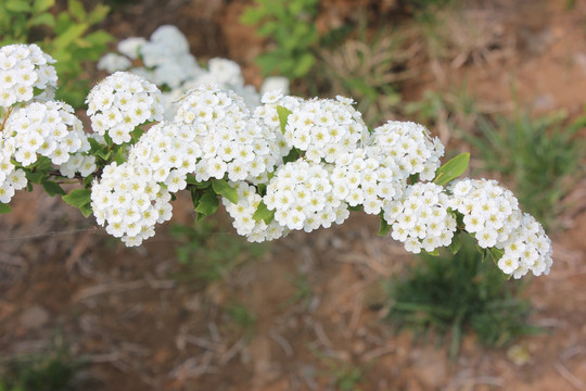 土庄绣线菊