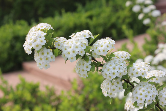 土庄绣线菊