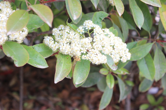 石楠花与蜜蜂