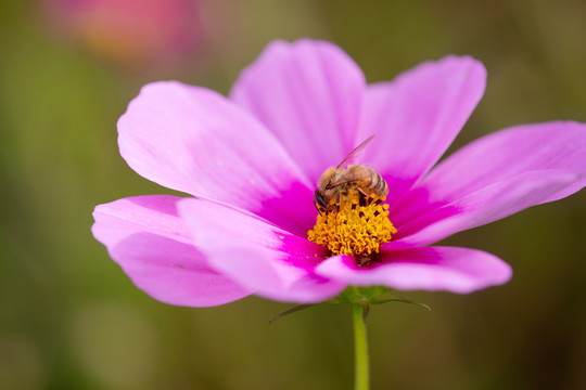 蜂恋花