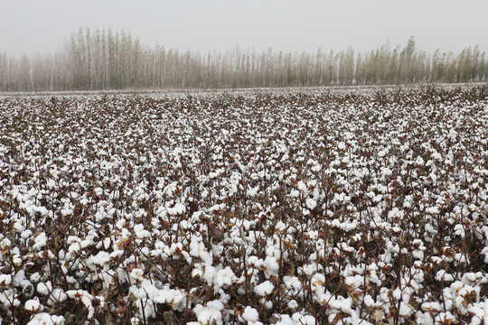新疆棉花地
