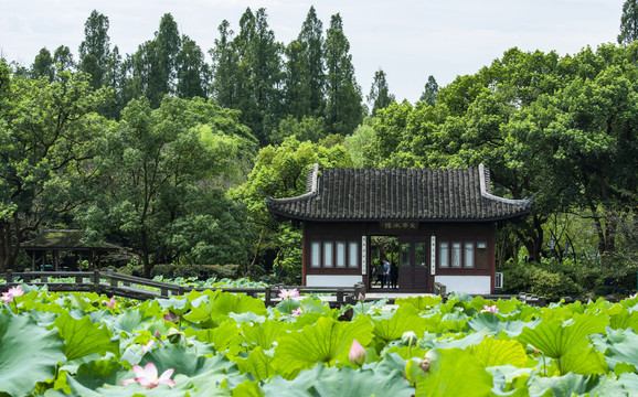 杭州西湖曲院风荷