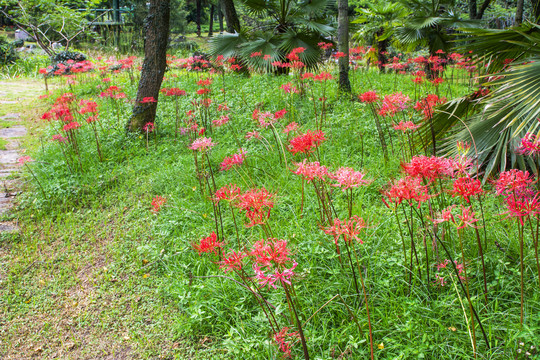 花草树木