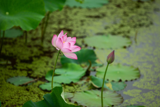 绿色荷叶与花蕾