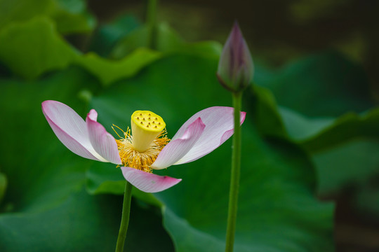 残荷与绿色荷叶