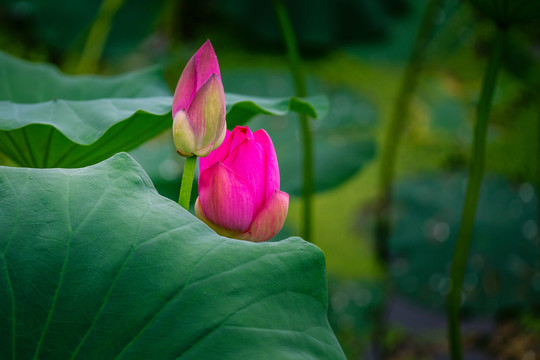 绿色荷叶与花蕾