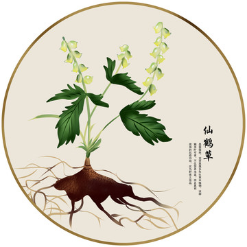 手繪中草藥仙鶴草中藥養(yǎng)生藥材素