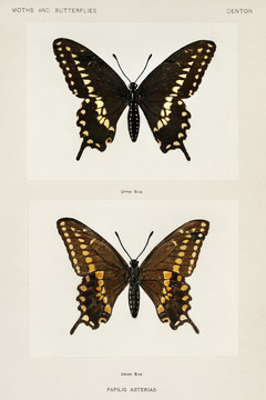 谢尔曼·丹顿黑燕尾蝶