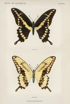谢尔曼·丹顿巨大燕尾蝶