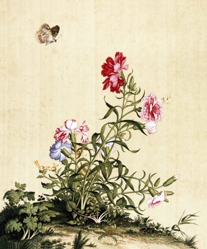 郎世寧石竹圖