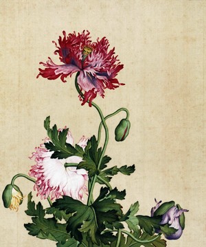 郎世寧罌粟圖