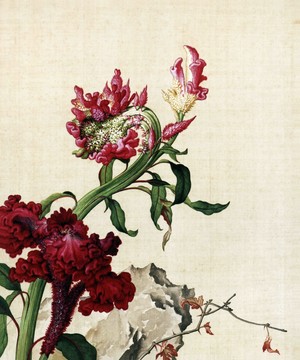 郎世寧雞冠花圖