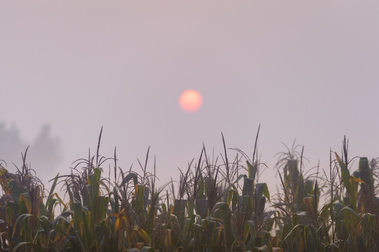 晨雾中的玉米地