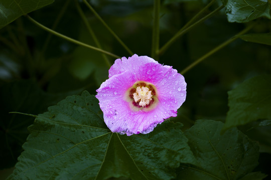 紫色花素材