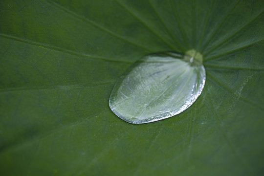 绿色荷叶露珠