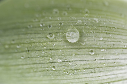 水珠露珠素材