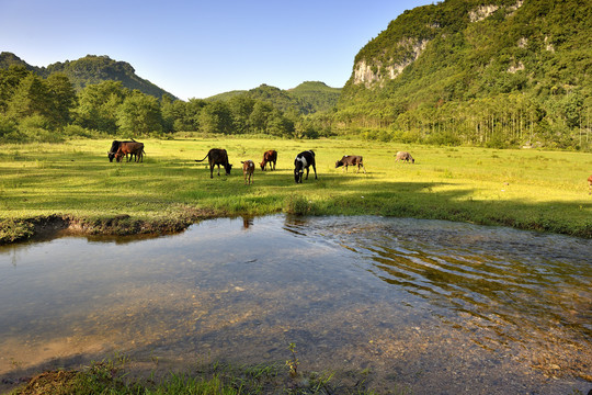 山谷草甸牧场