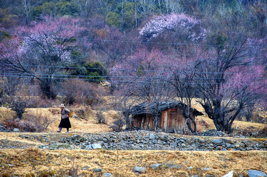 西藏林芝