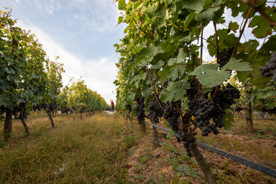 酿酒葡萄种植园