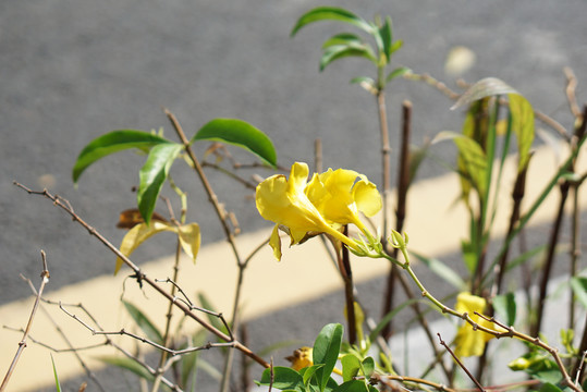 黄色花路边