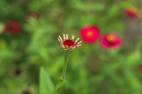 百日菊