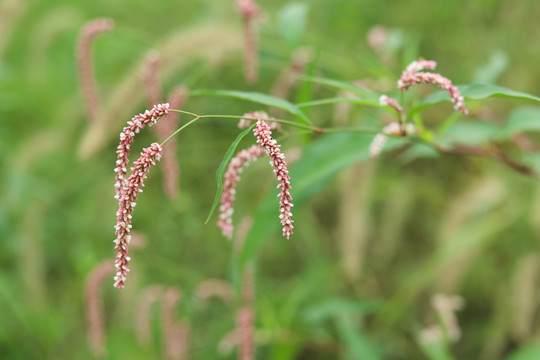 蓼花