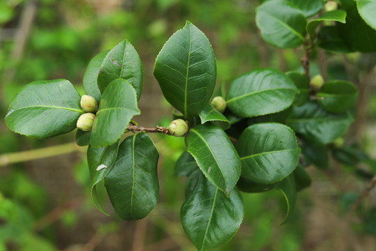 山茶花