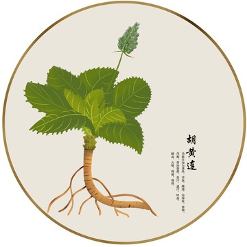 手绘中草药胡黄连养生药材