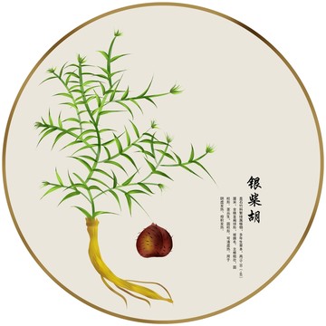 手繪中草藥銀柴胡中藥養(yǎng)生藥材