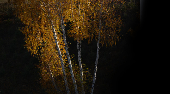 秋天的白桦树白桦林