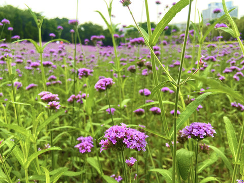 马鞭草花海