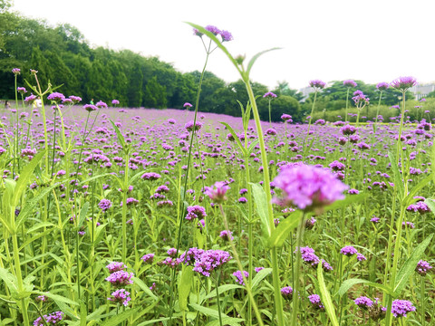 马鞭草花海