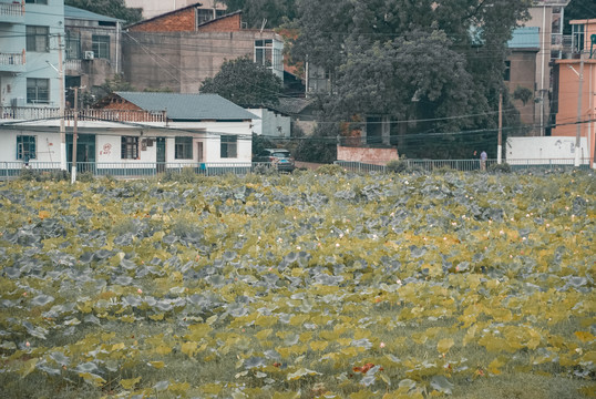 荷花田