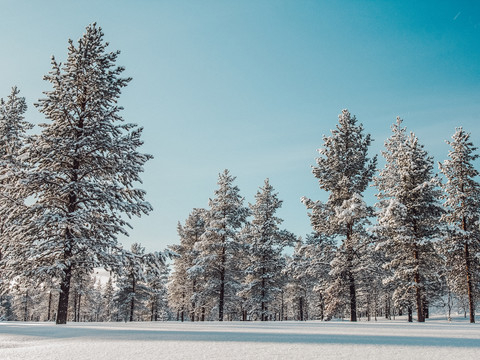 雪林