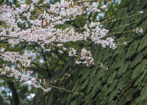 樱花节