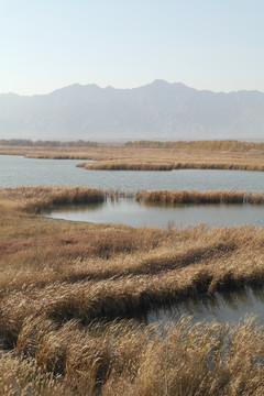 延庆野鸭湖