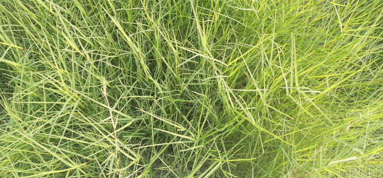 绿色植物青草