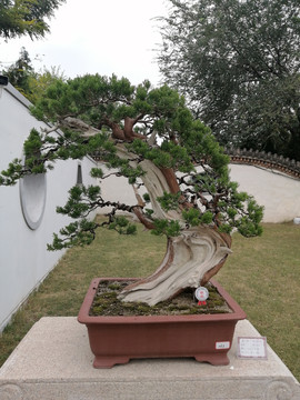 艺术植物盆景盆栽