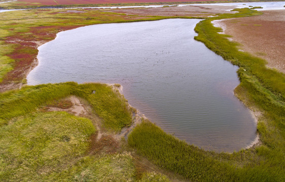 江苏盐城条子泥湿地红草地