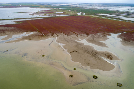 江苏盐城条子泥湿地红草地