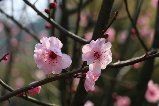 盛开的桃花