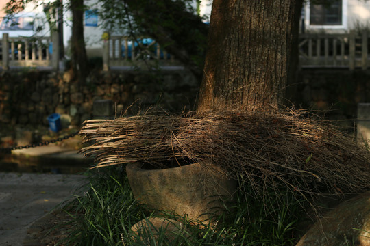 大树下的一捆竹枝